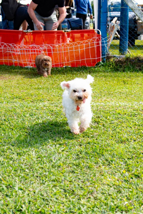 Foto do Pugnic 2026